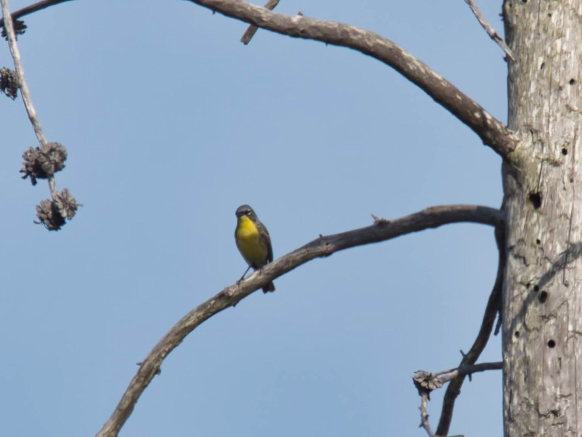 Kirtland's Warbler - ML626184692