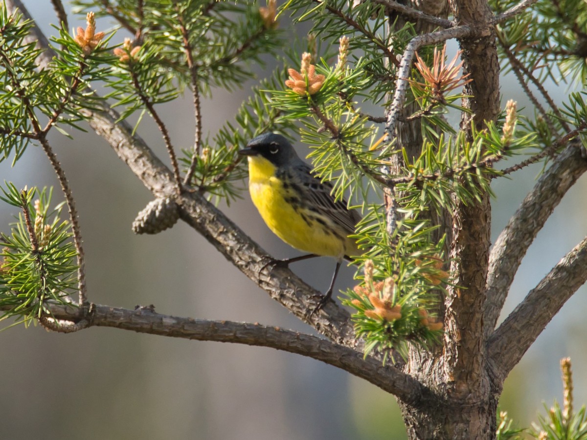 Kirtland's Warbler - ML626184693