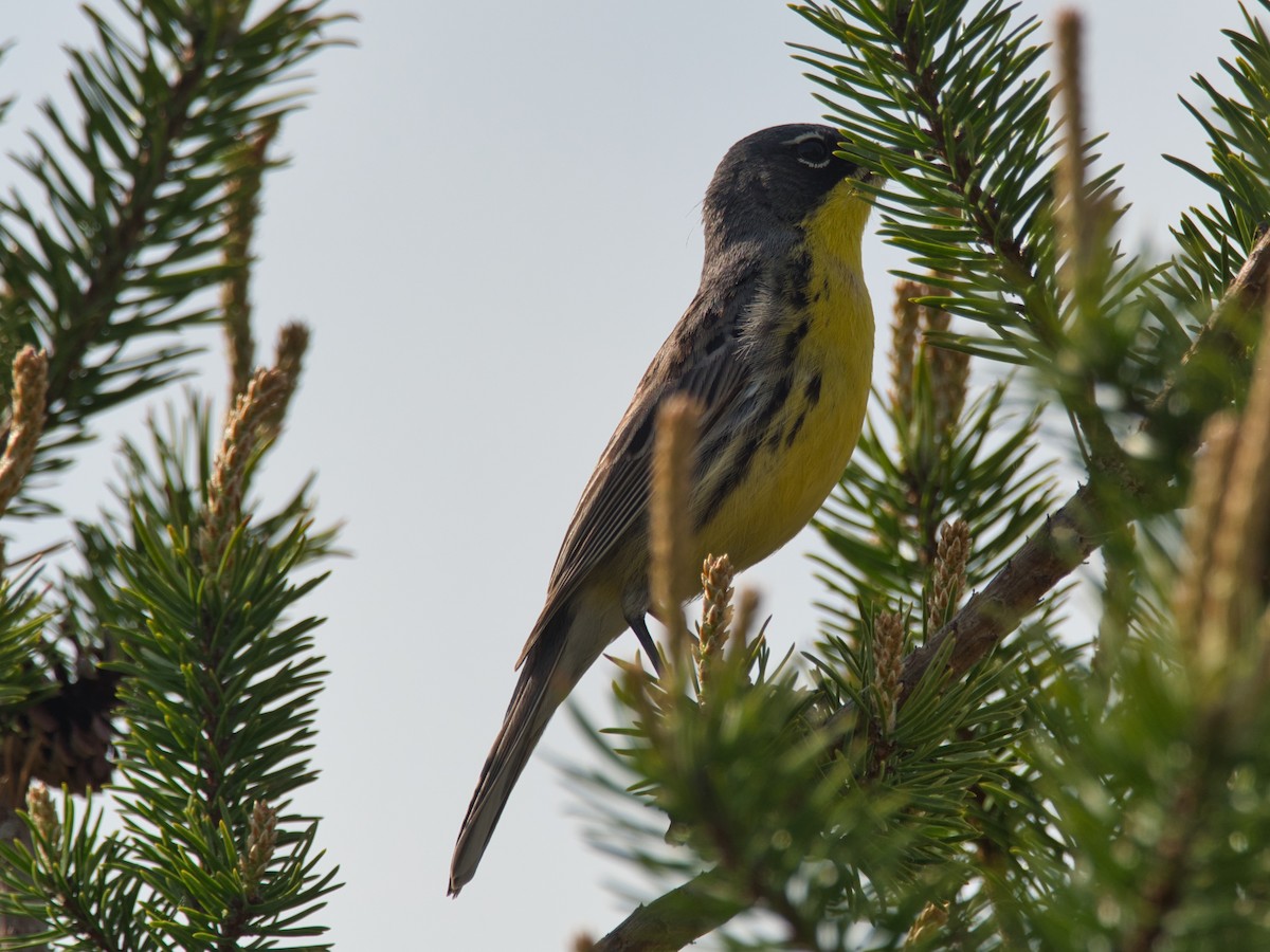 Kirtland's Warbler - ML626184695