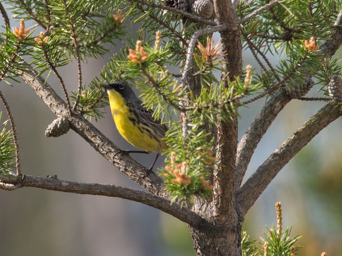 Kirtland's Warbler - ML626184696