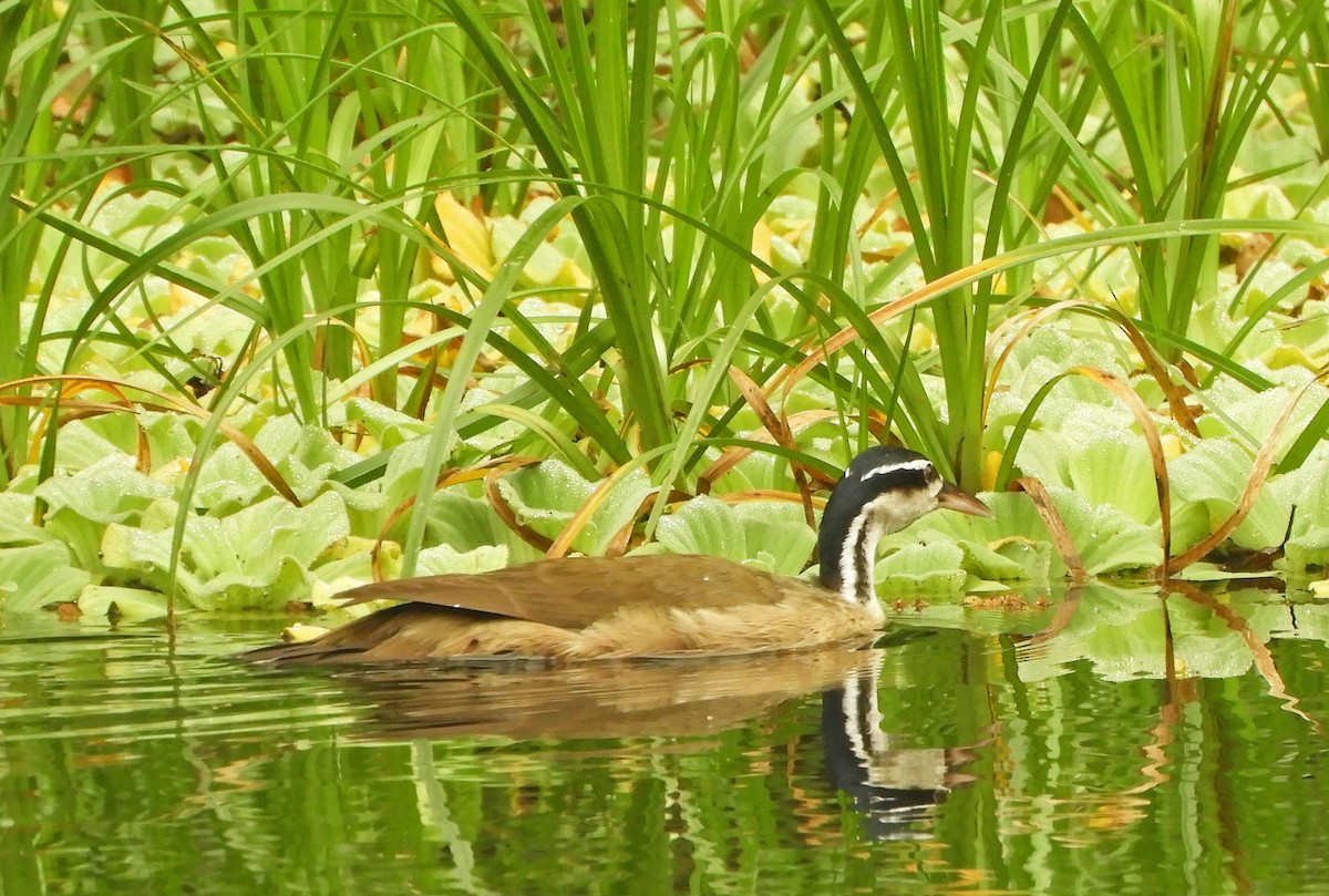Sungrebe - ML626184739