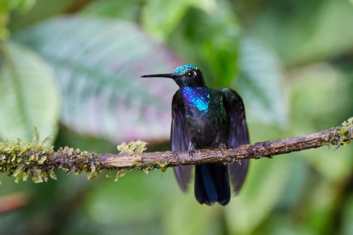 Napo Sabrewing - ML626184818