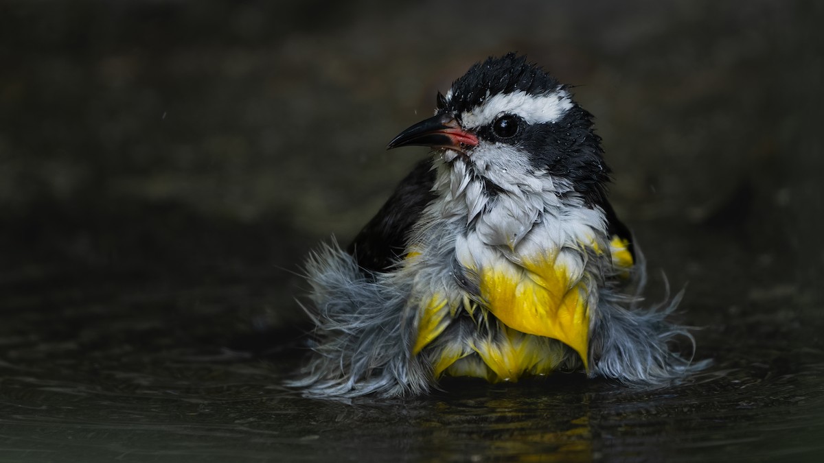 Bananaquit (Bahamas) - ML626185110