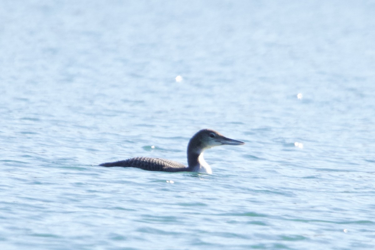 Common Loon - ML626185269