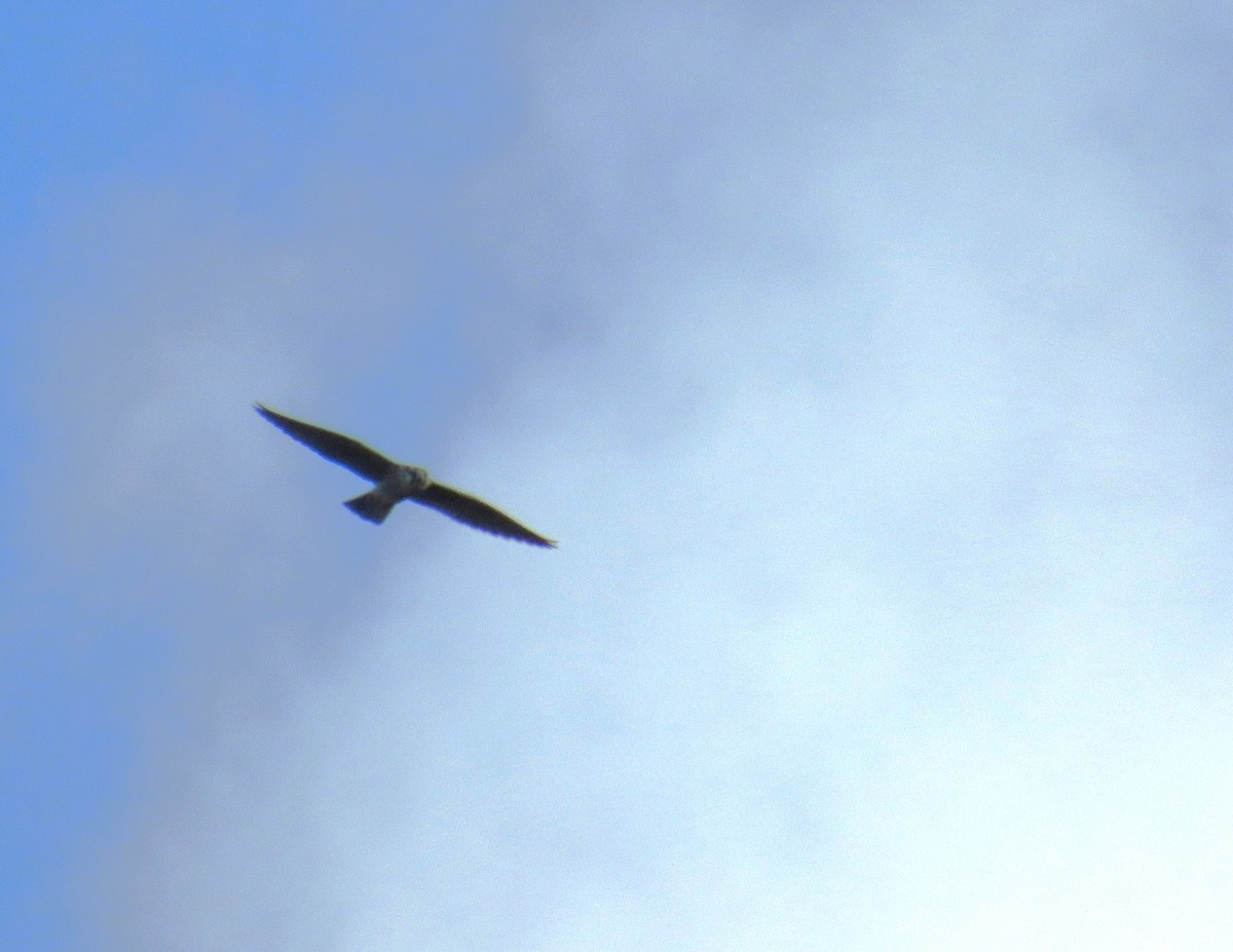 Peregrine Falcon - ML626185283