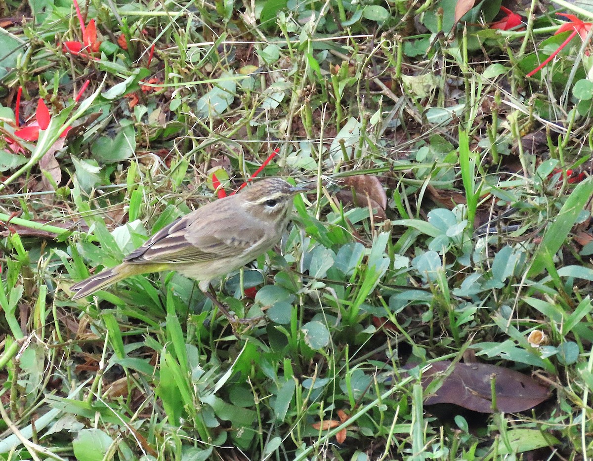 Palm Warbler (Western) - ML626185493