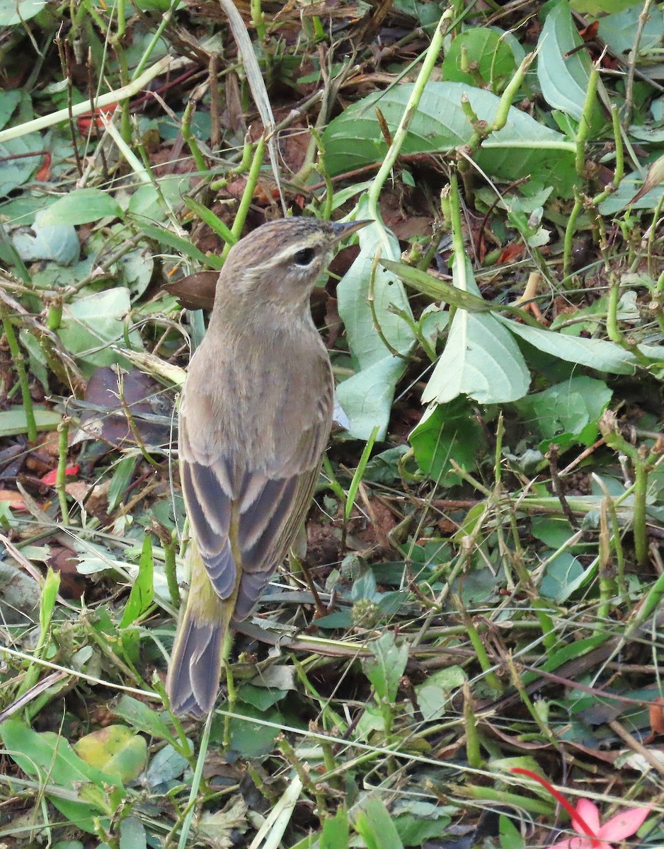 Palm Warbler (Western) - ML626185495
