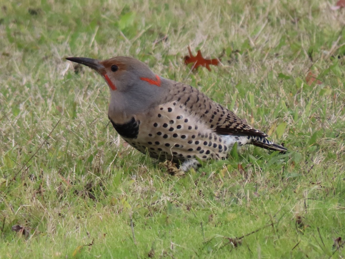 Northern Flicker (Yellow-shafted x Red-shafted) - ML626185531