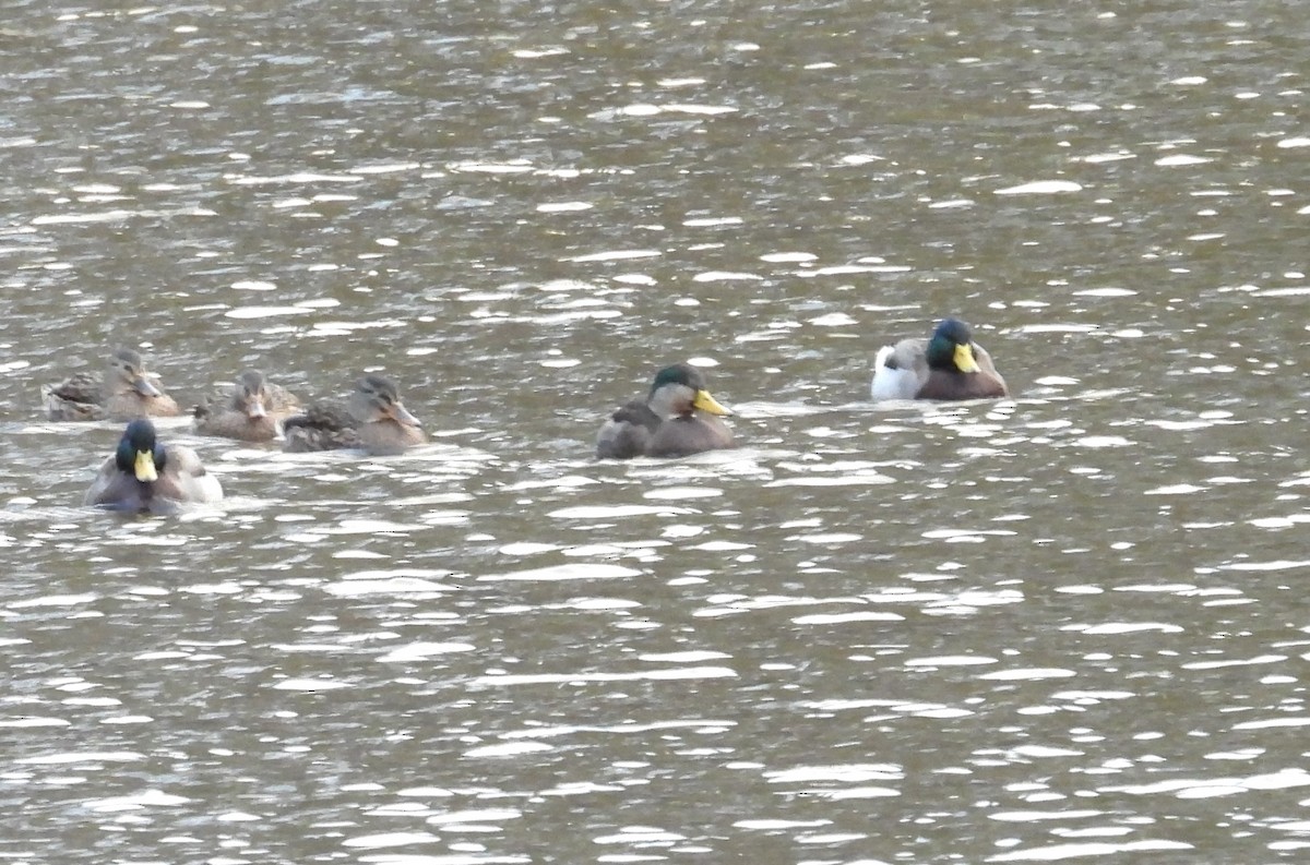 Mallard x American Black Duck (hybrid) - ML626186134