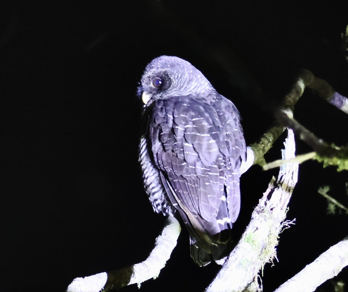 Black-banded Owl (San Isidro) - ML626186210