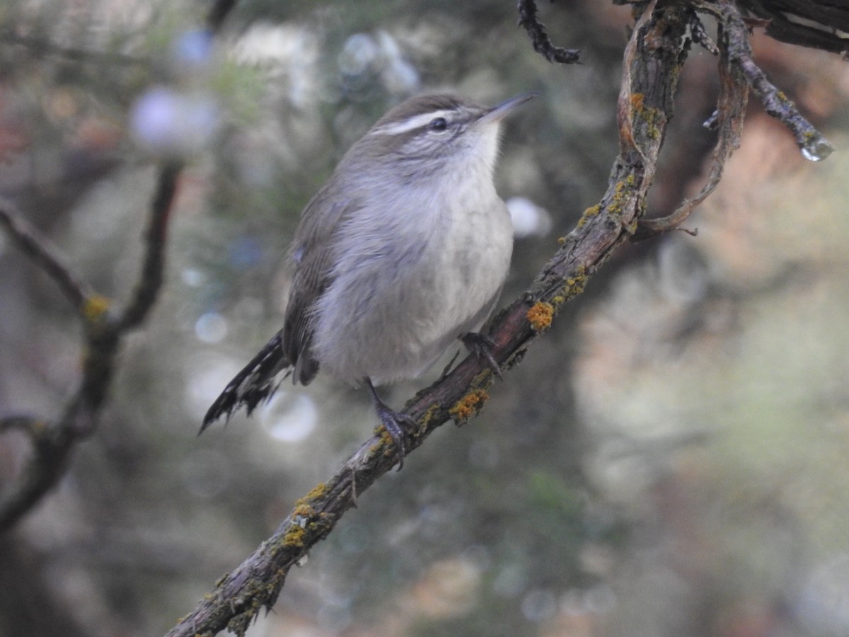 Bewick's Wren - ML626186771