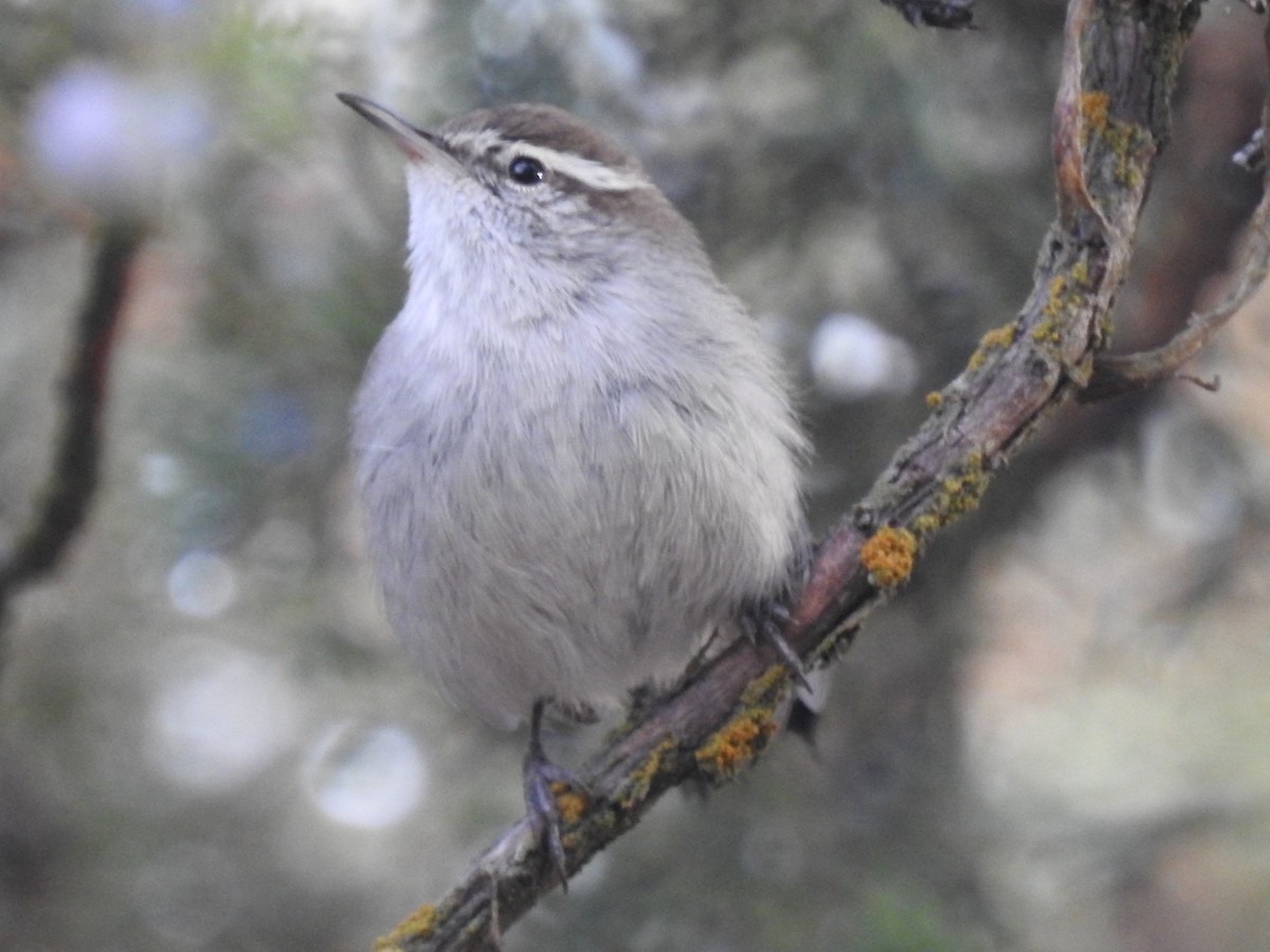 Bewick's Wren - ML626186772