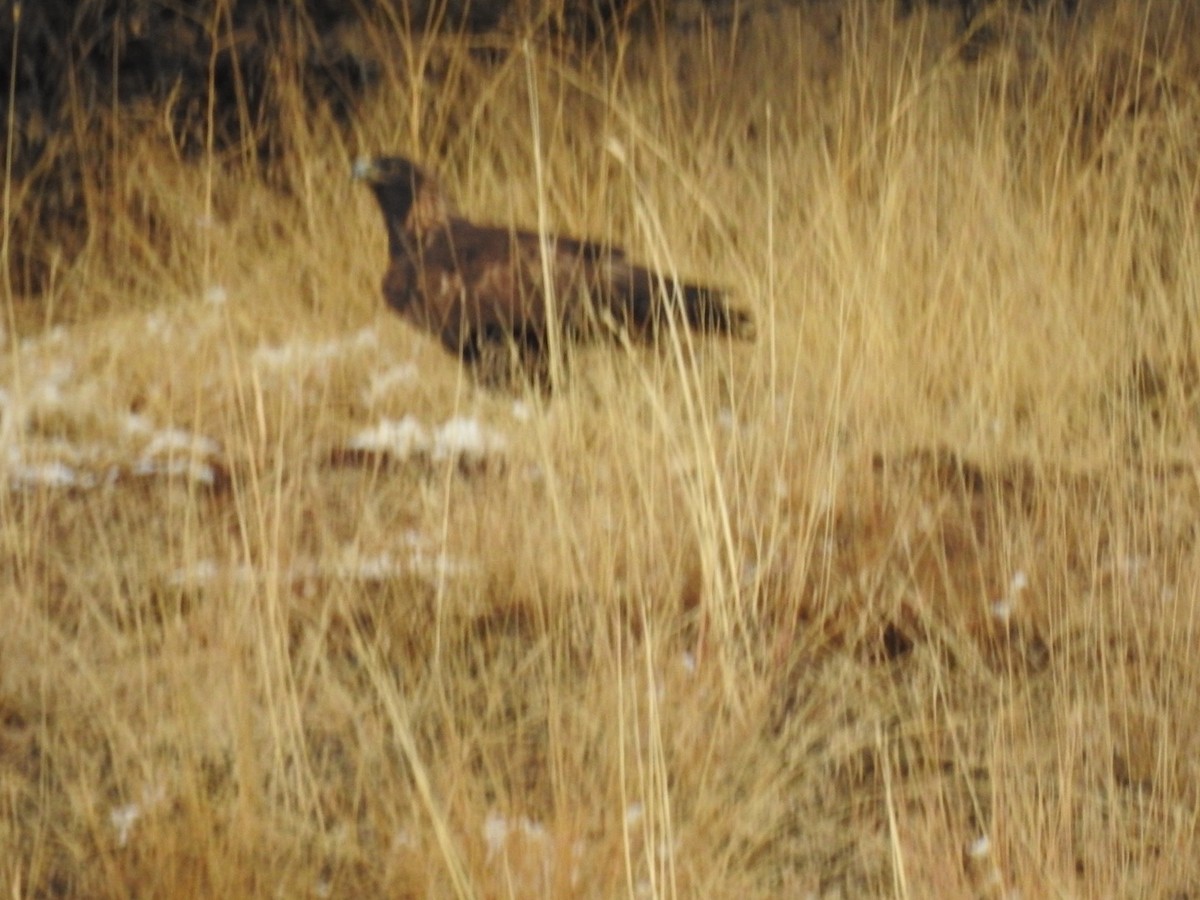 Golden Eagle - ML626186799