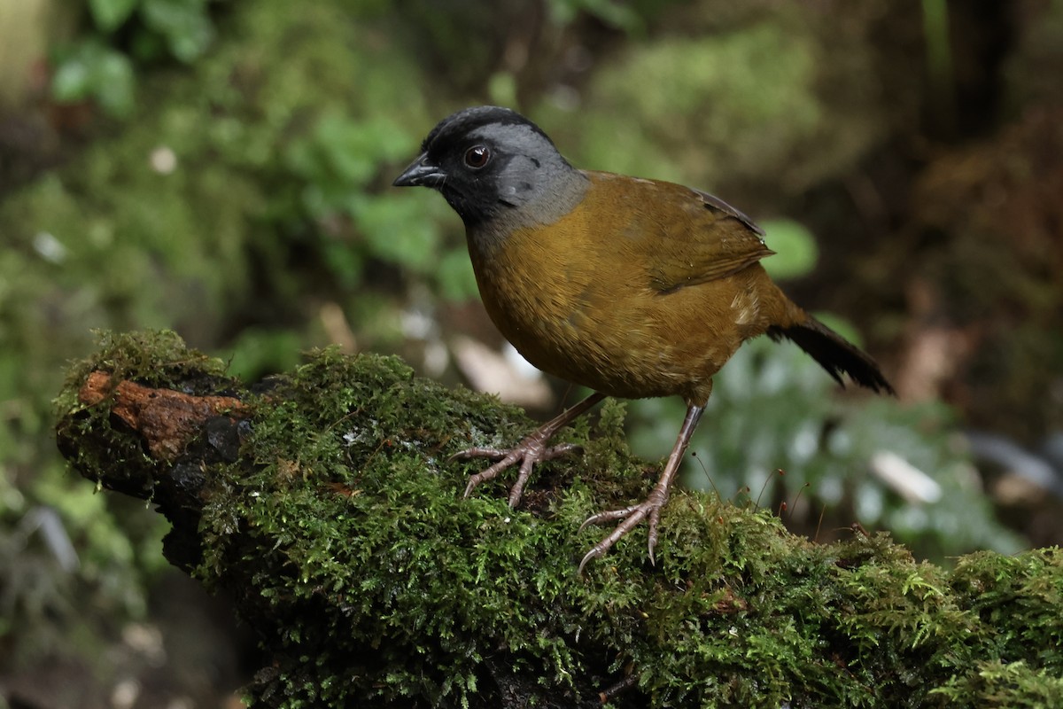 Large-footed Finch - ML626187130