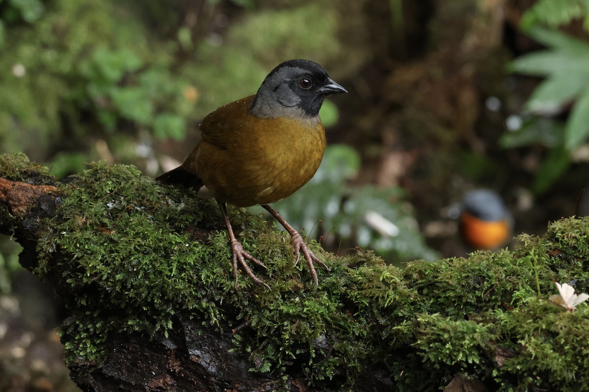 Large-footed Finch - ML626187131