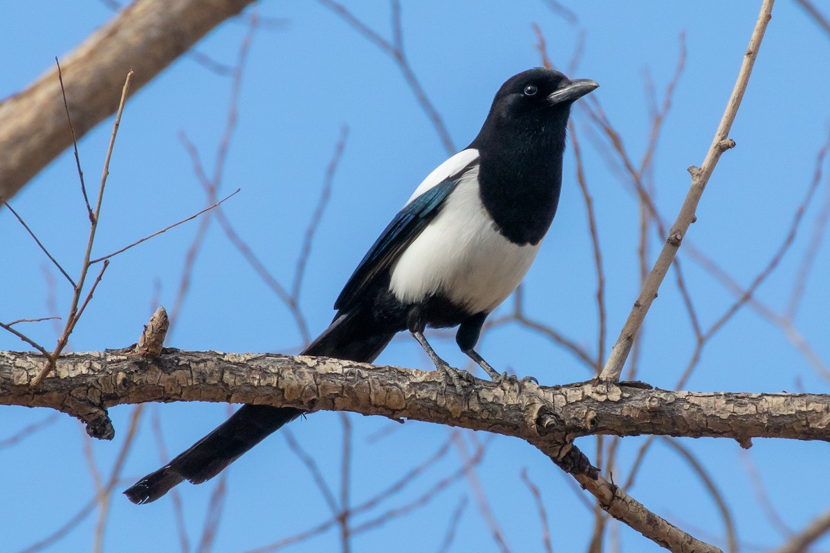 Черноклювая сорока - ML626187265