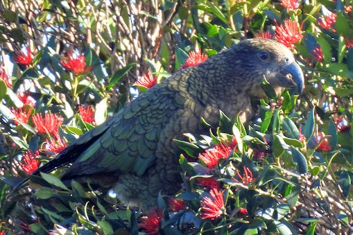 Kea - ML626187292