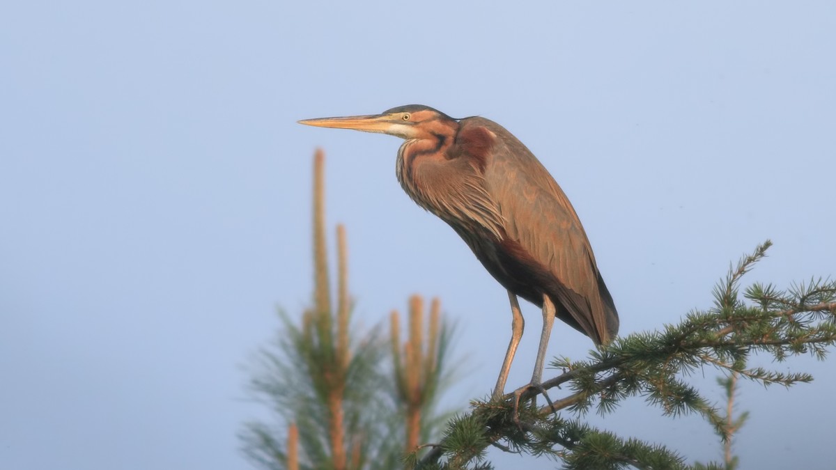 Purple Heron - ML626187423