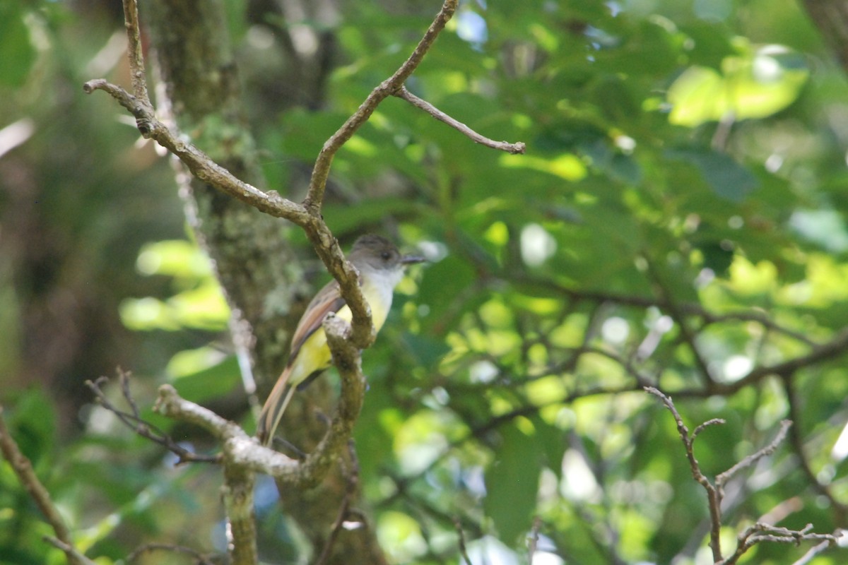 Dusky-capped Flycatcher - ML626187596