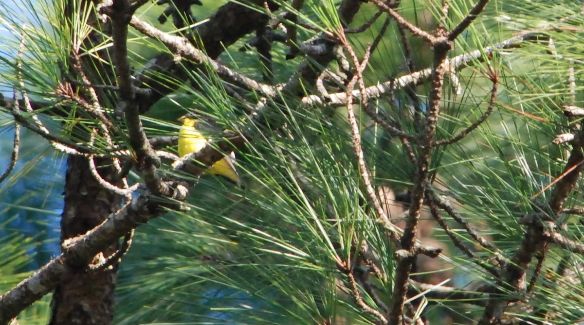 Lesser Goldfinch - ML626187634