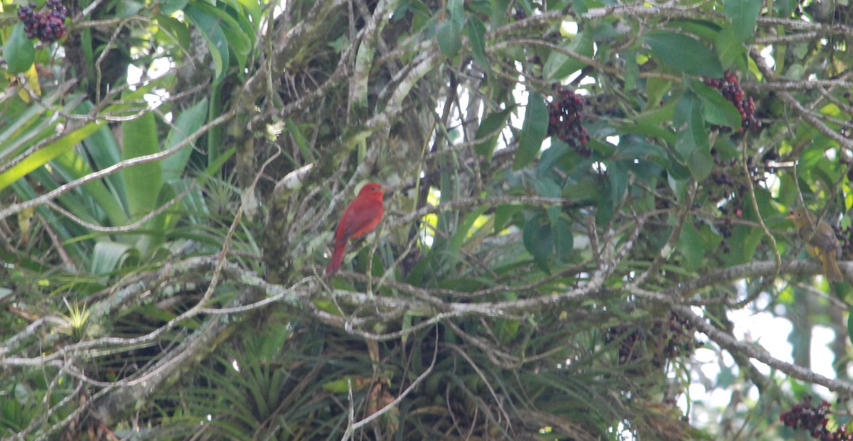 Summer Tanager - ML626187670