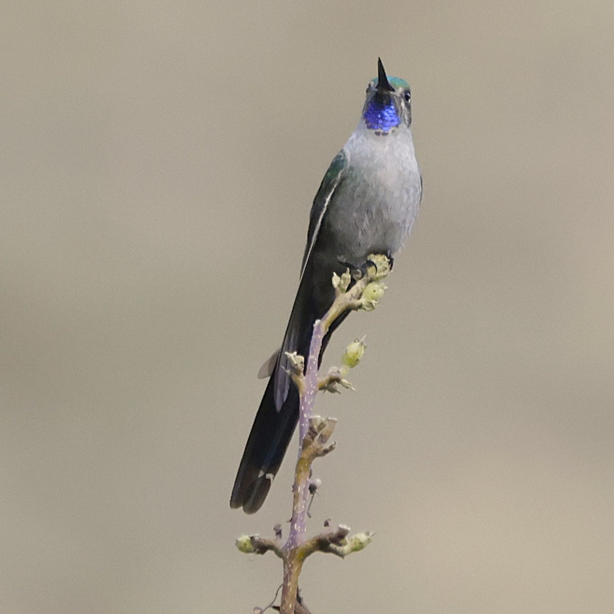 Gray-bellied Comet - ML626187716