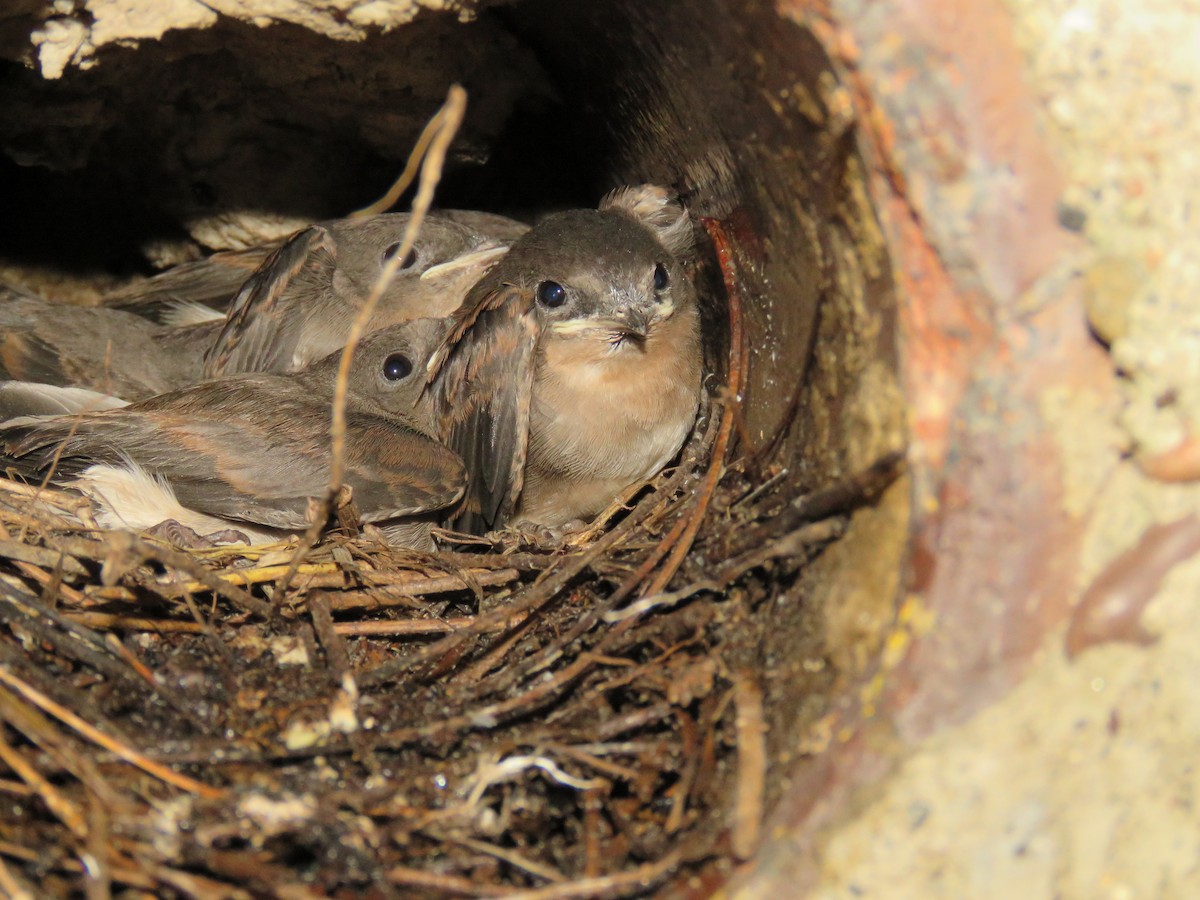 Northern Rough-winged Swallow - ML62618781