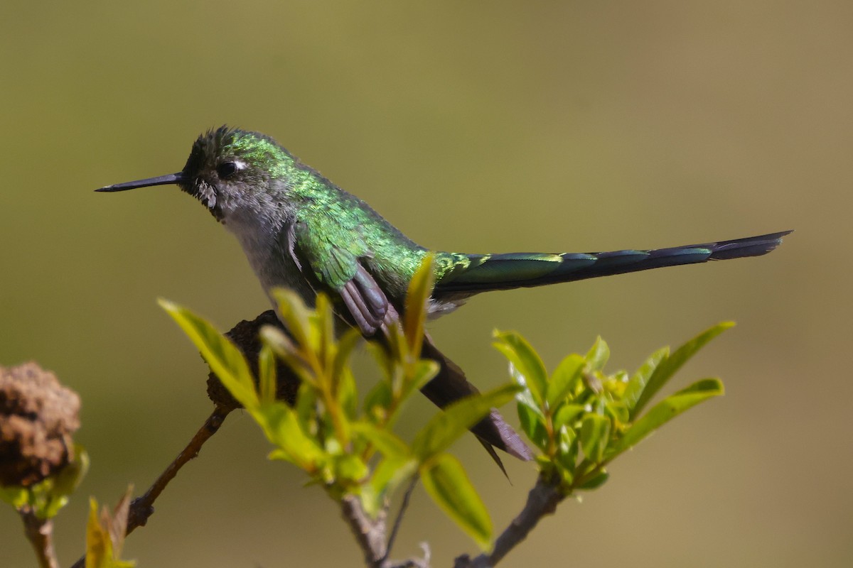 Gray-bellied Comet - ML626187883