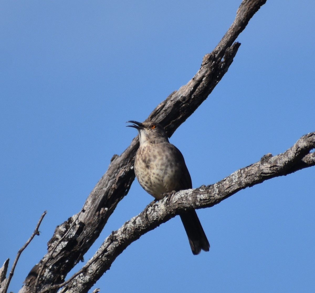 Curve-billed Thrasher - ML626187884