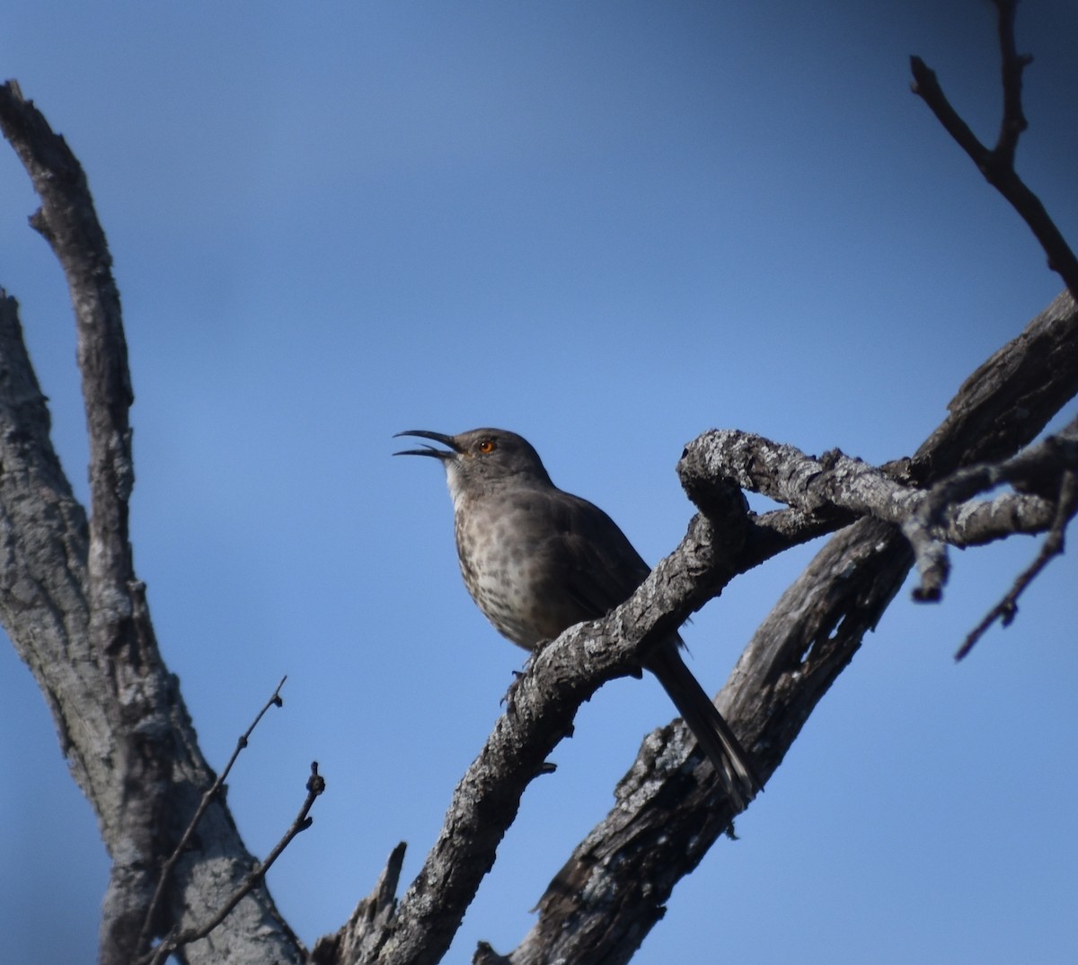 Curve-billed Thrasher - ML626187886