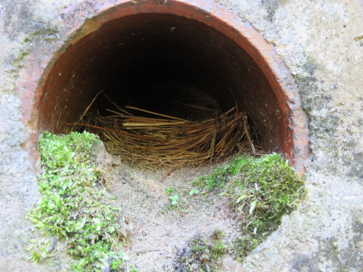 Northern Rough-winged Swallow - ML62618791