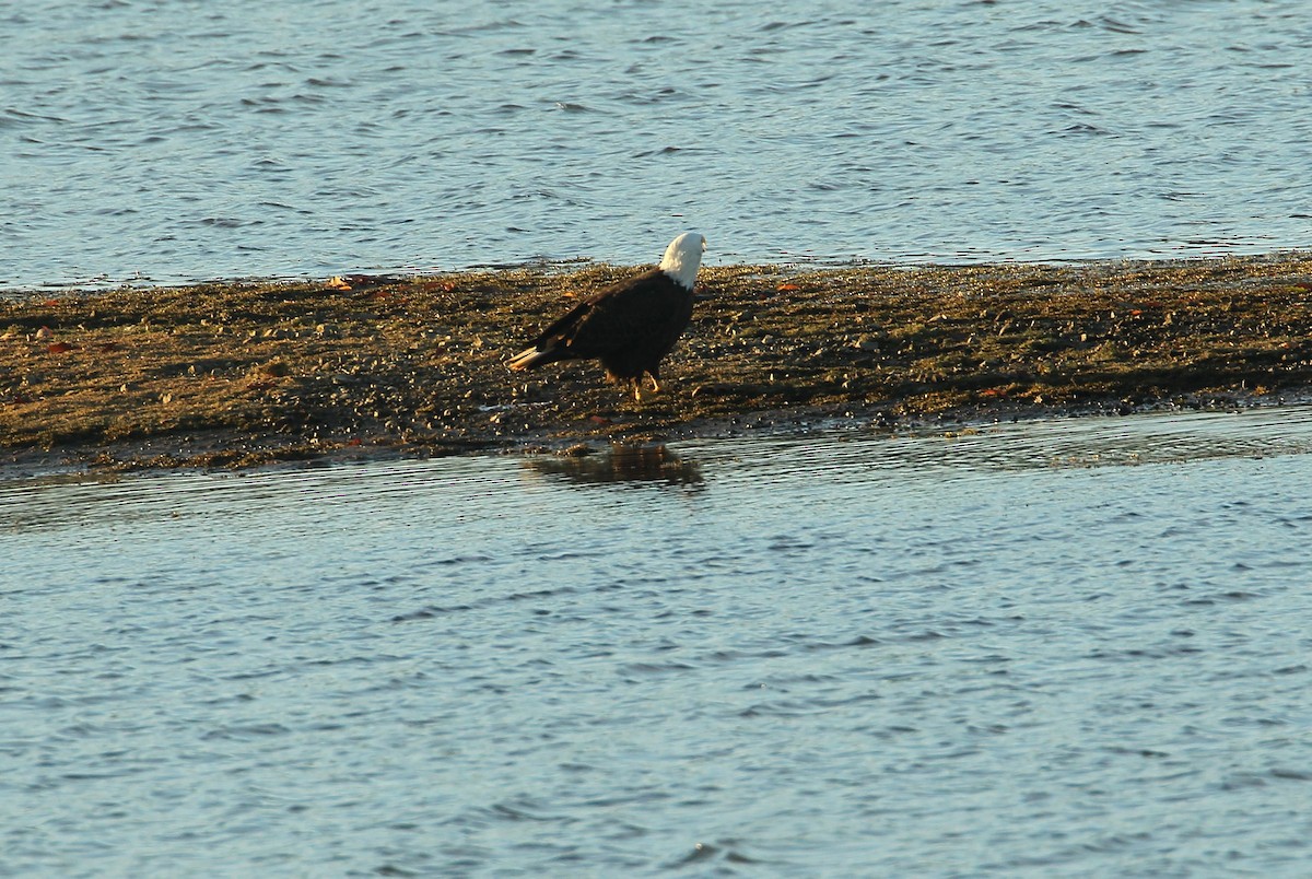 Bald Eagle - ML626187911