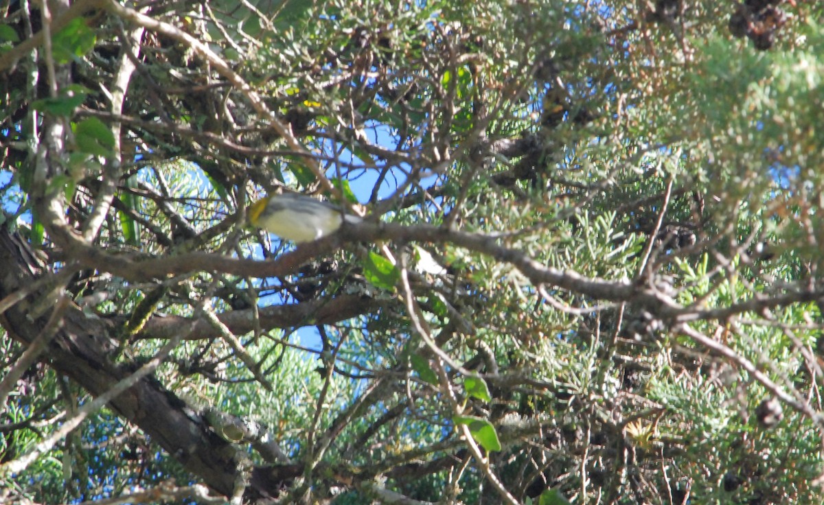 Black-throated Green Warbler - ML626187986