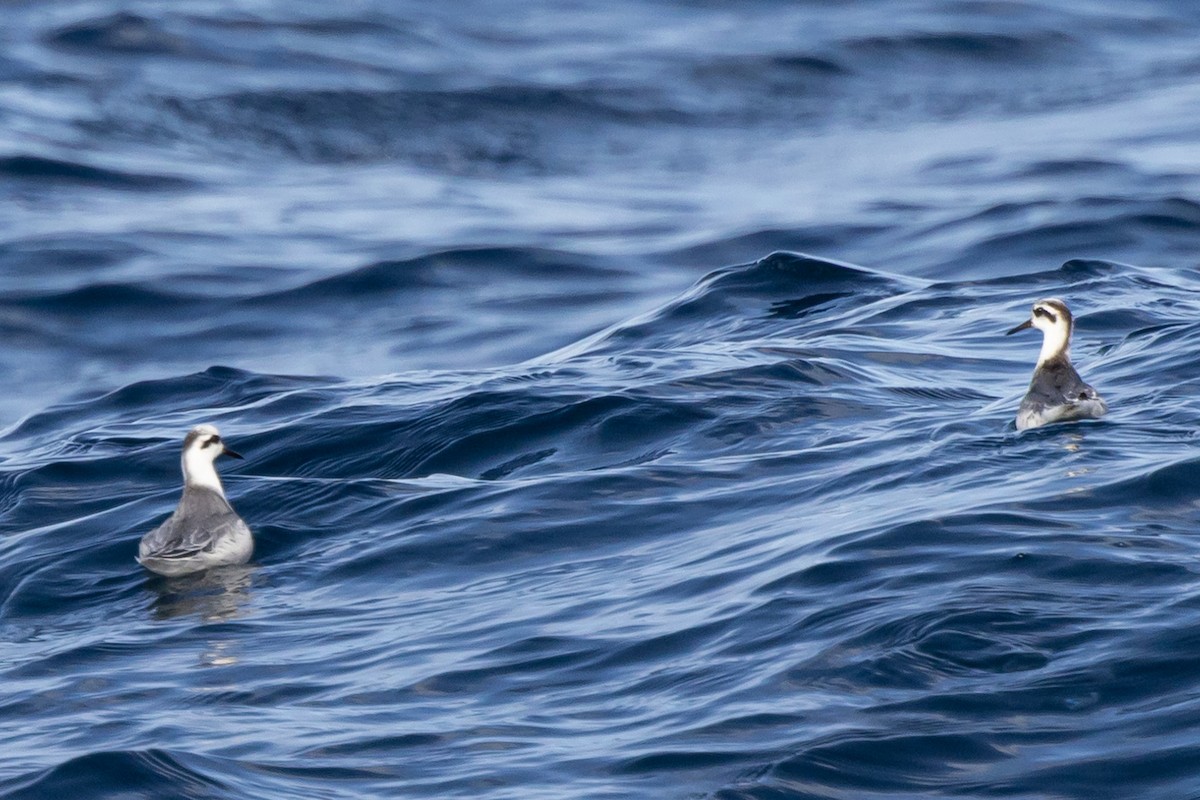 Red Phalarope - ML626188037