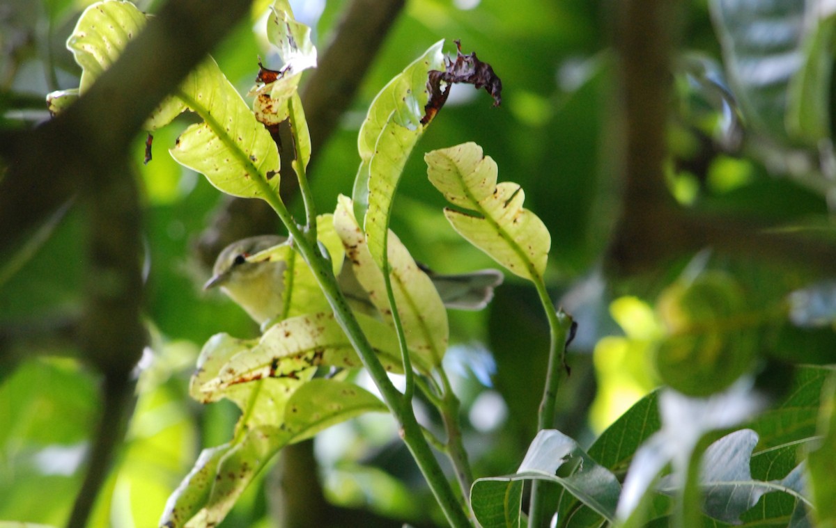 Philadelphia Vireo - ML626188080