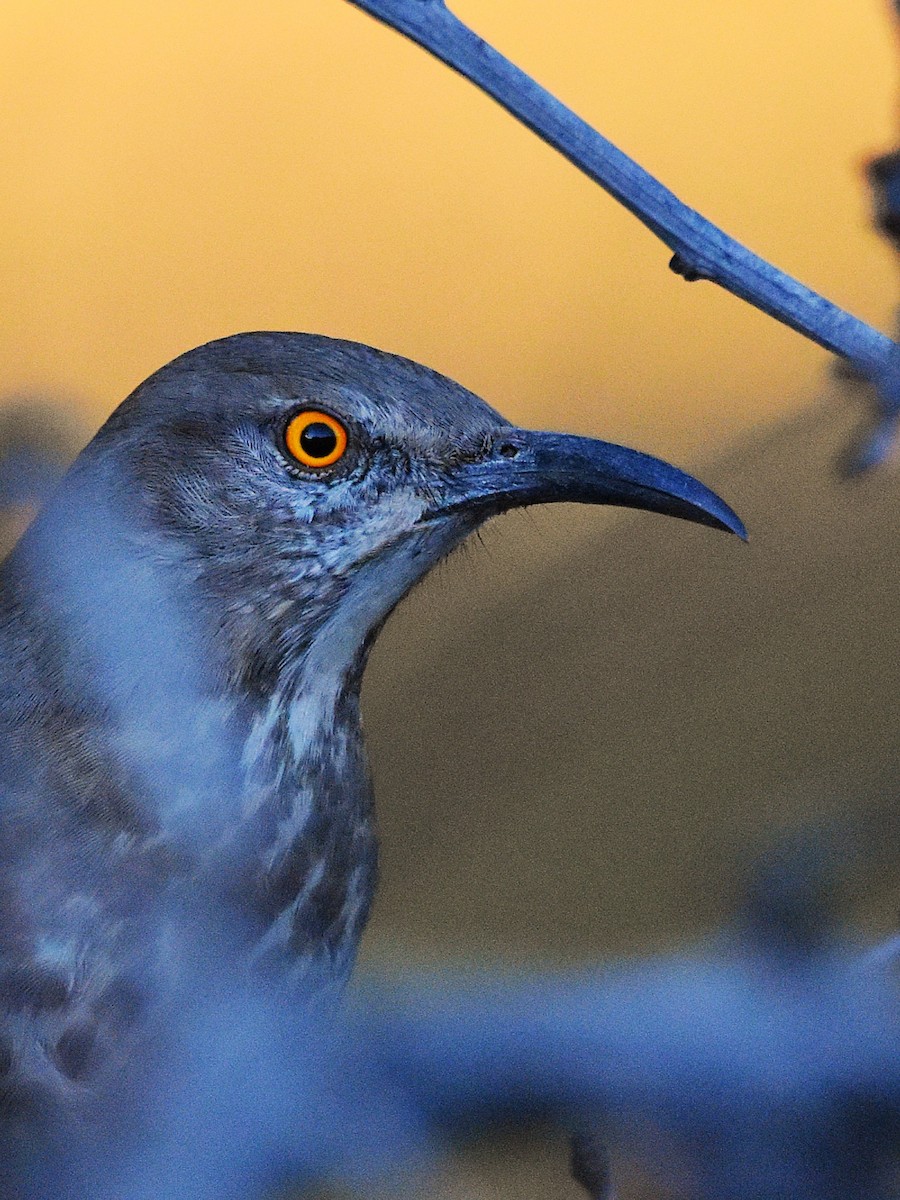 Curve-billed Thrasher - ML626188104