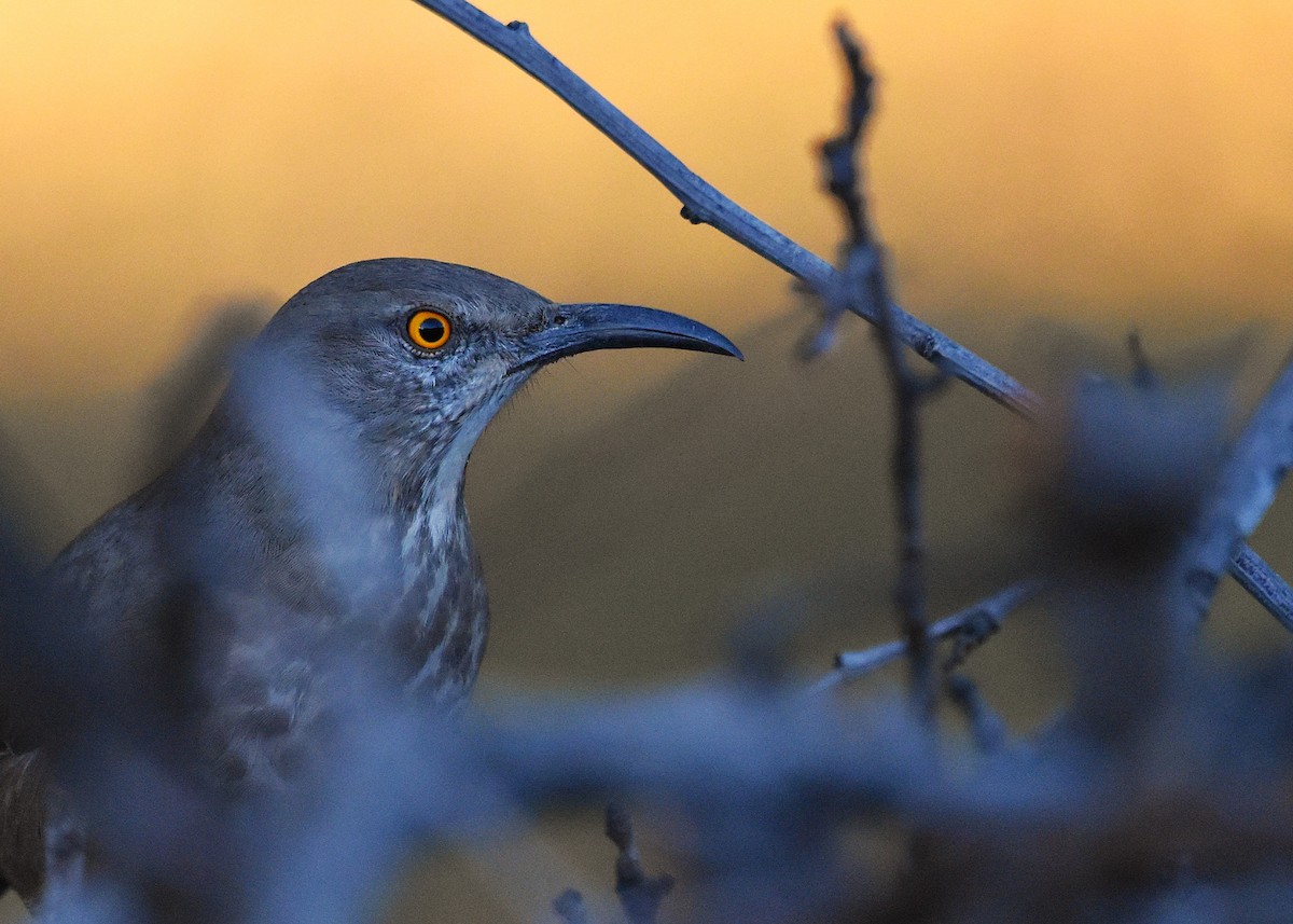 Curve-billed Thrasher - ML626188107