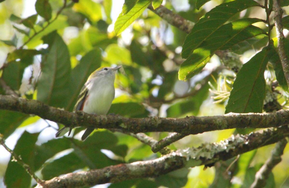 Chestnut-sided Warbler - ML626188249