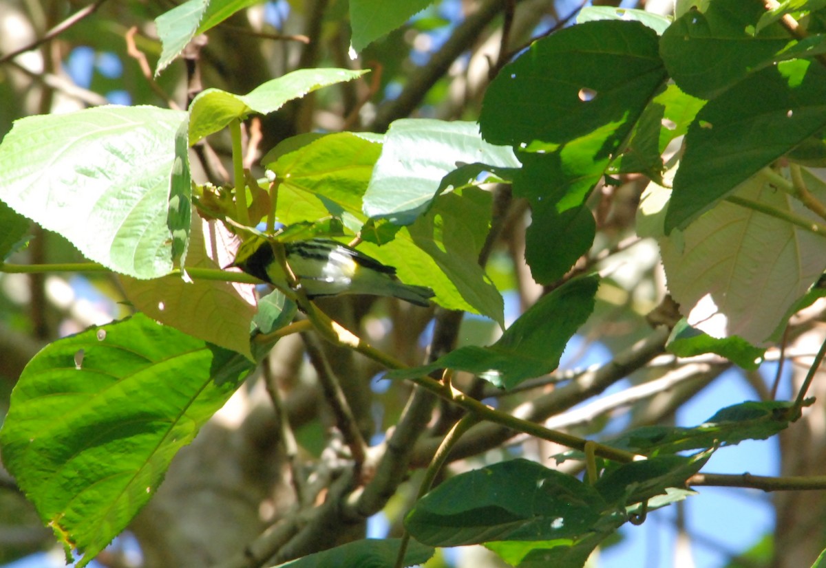 Black-throated Green Warbler - ML626188306