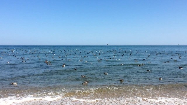 Great Shearwater - ML626188335