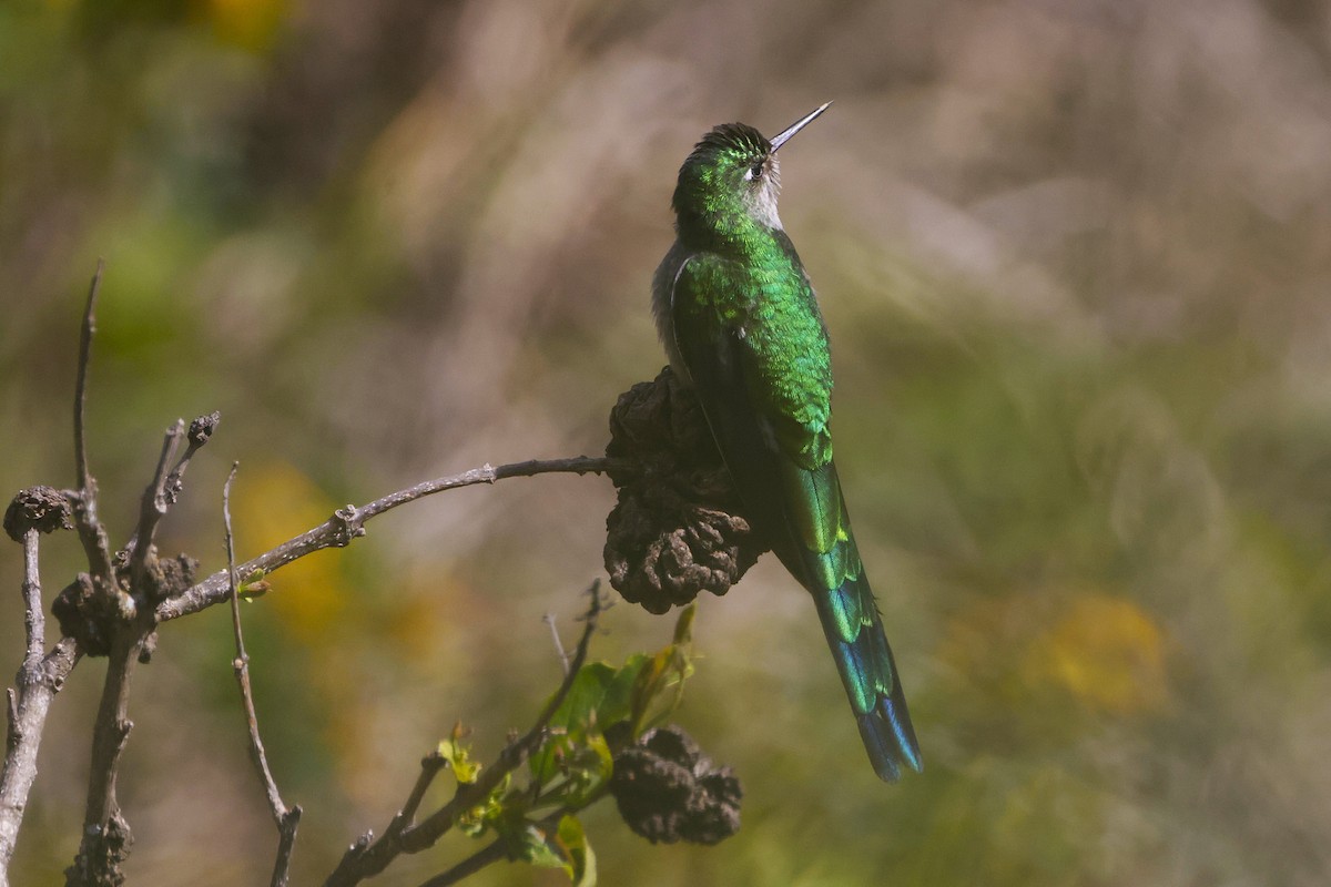 Gray-bellied Comet - ML626188360