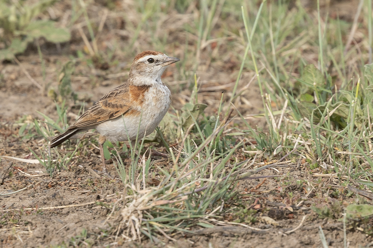 Red-capped Lark - ML626188361