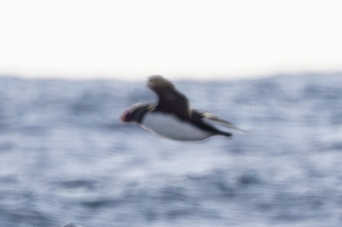 Horned Puffin - ML626188366
