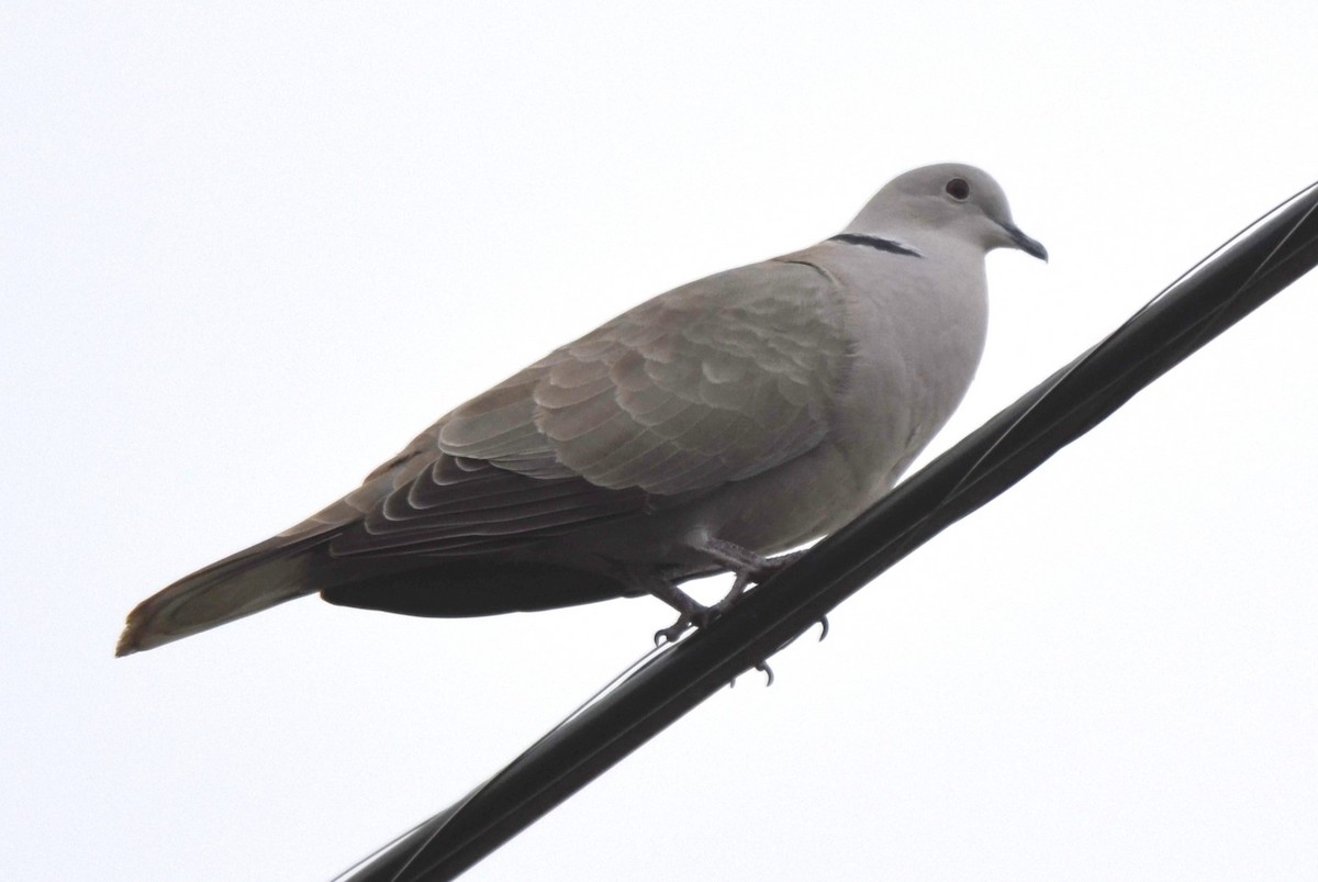 Tortora dal collare - ML626188370