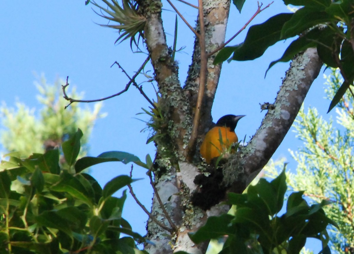 Baltimore Oriole - ML626188388