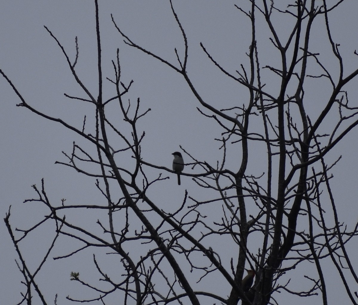 Loggerhead Shrike - ML626188707