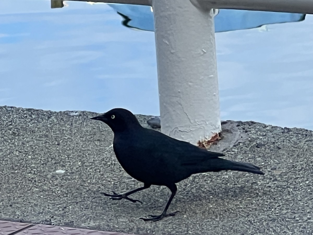 Brewer's Blackbird - ML626188730