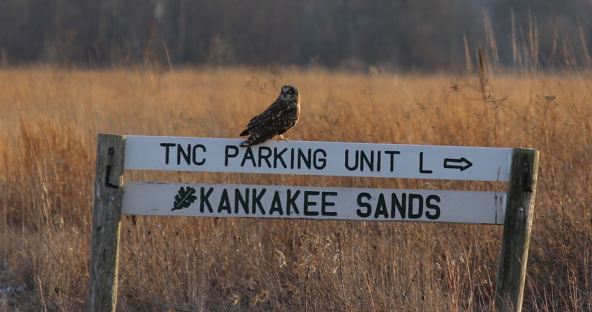 Short-eared Owl - ML626188733