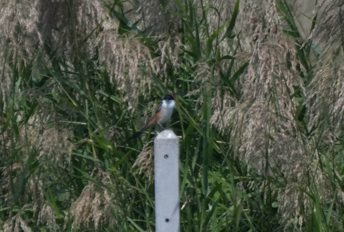 Алаг дунхай - ML626188738