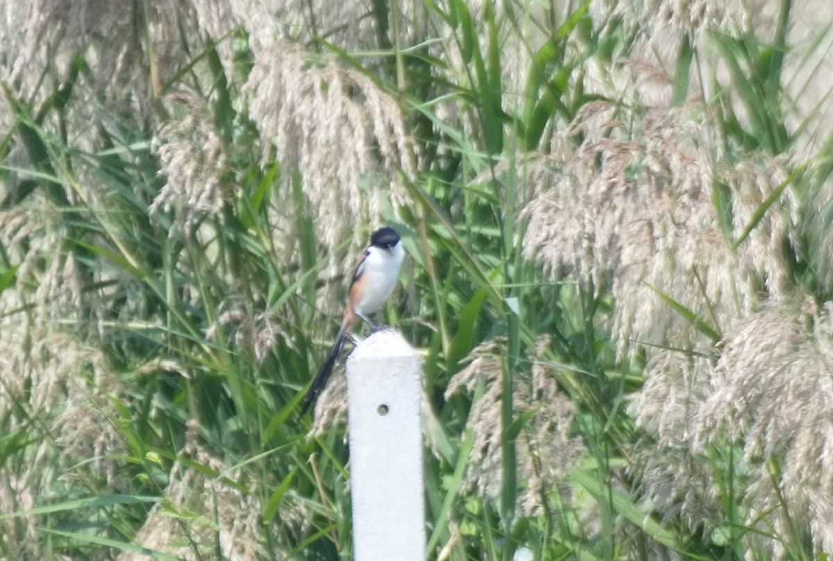 Алаг дунхай - ML626188739